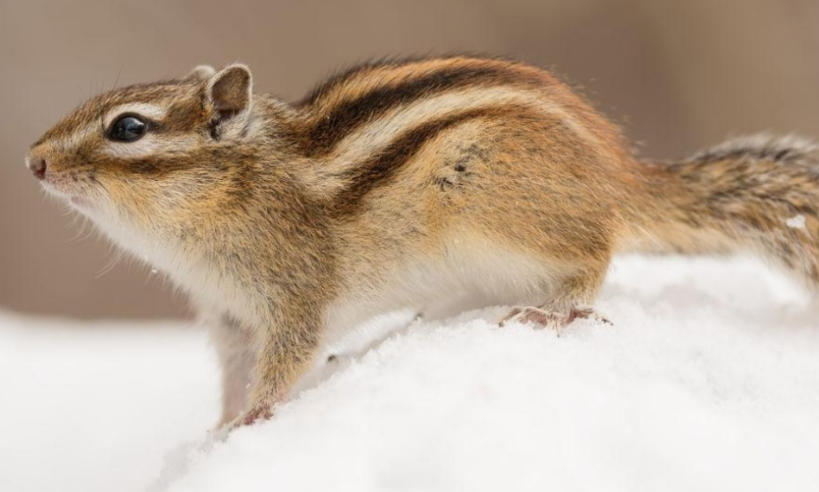 天津天禹魔术文化传播公司轮播图2